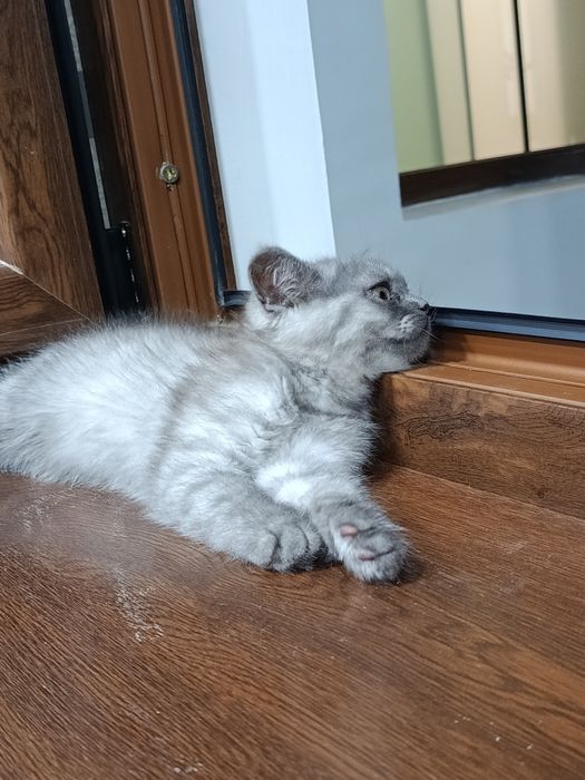 Кошка скотч фолд болалари