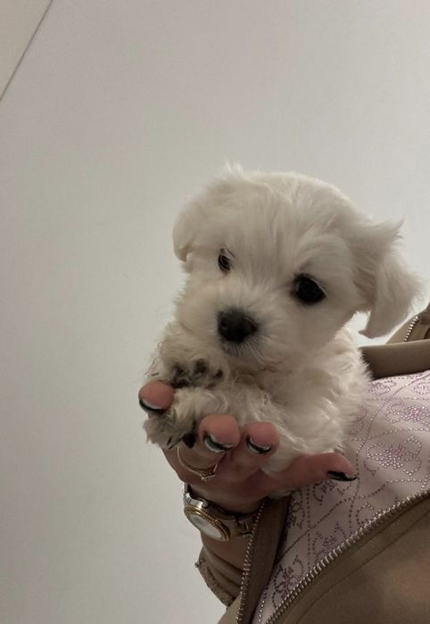 Catei maltezi, disponibili 1 fetiță baiat