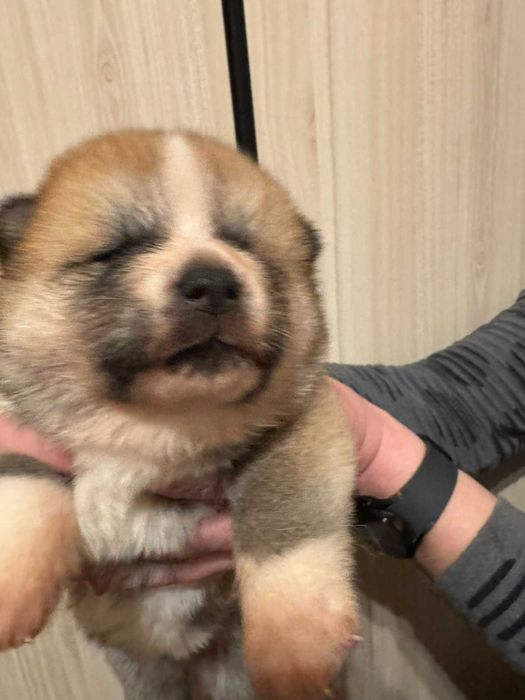 Акита Ину родословие и документи