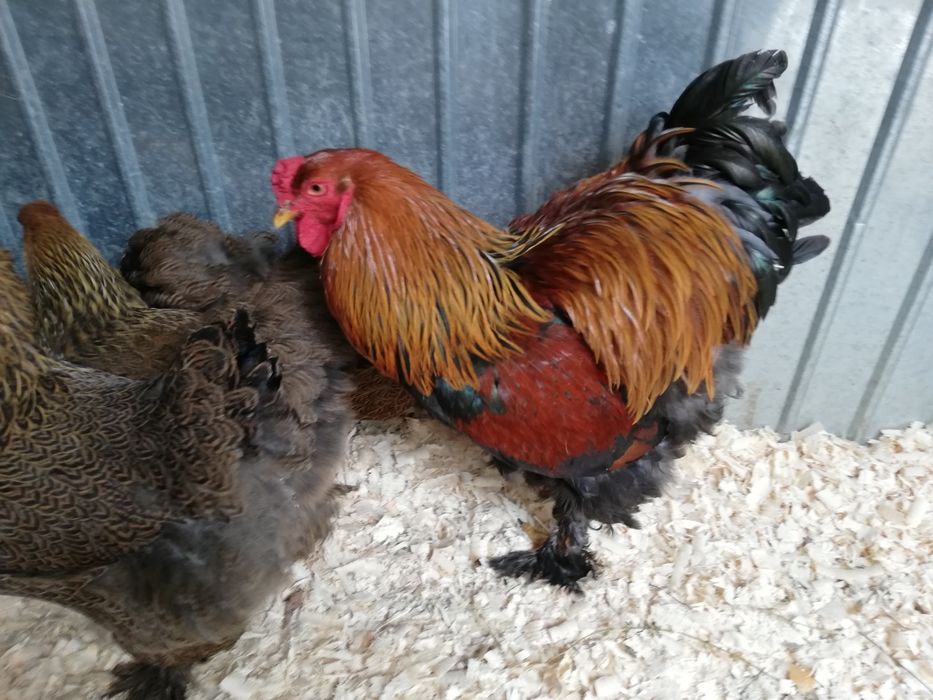 Vind oua ptr incubat