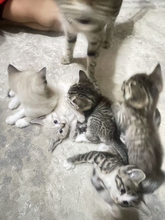 Котята в добрые руки