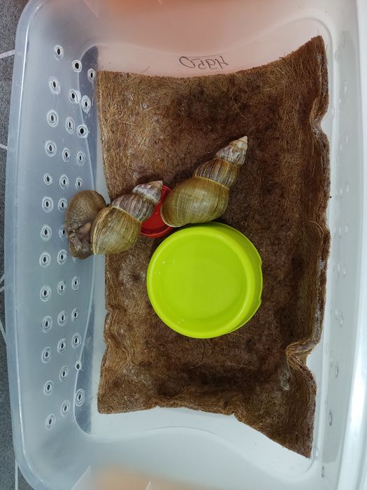 Улиточки. Отдам улиток