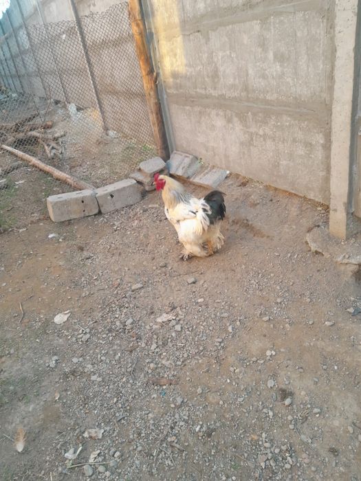 Брам питух чистокровный