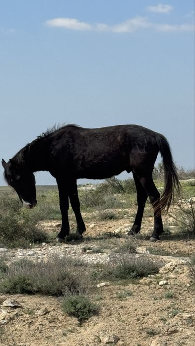 Міңгі құнан сатылады