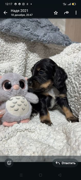 Щенки спаниеля мальчики