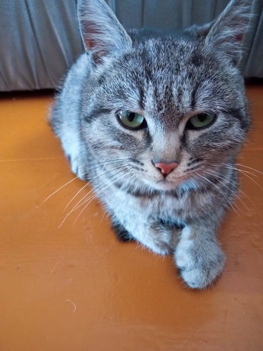 Отдам в добрые руки