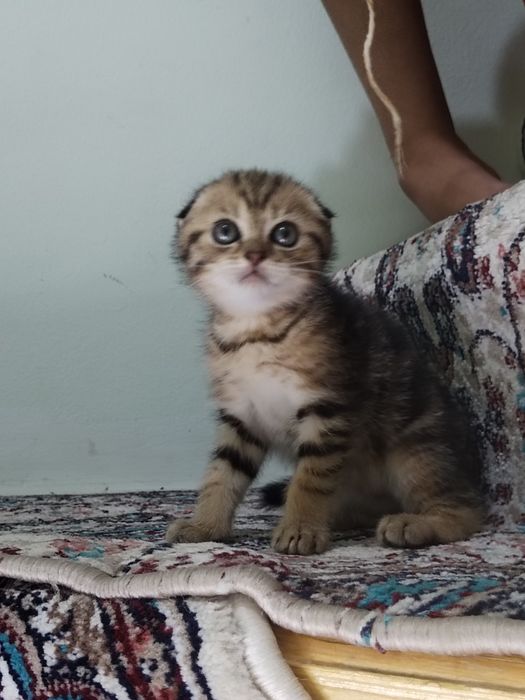 Bengal mushukchalar sotiladi