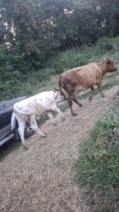 Disponibil vaca cu vitea de 5 luni  și gestanta în 3 luni