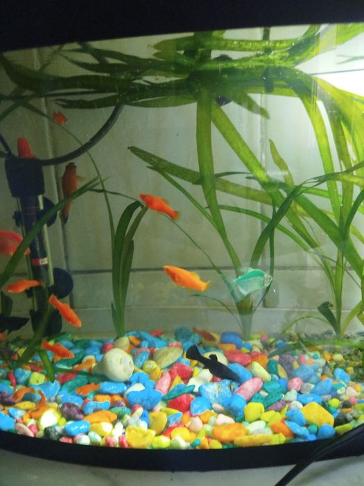 Яркие мальки меченосца