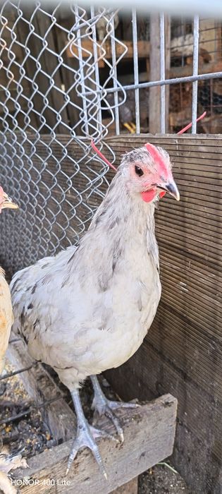 Australorp albastru