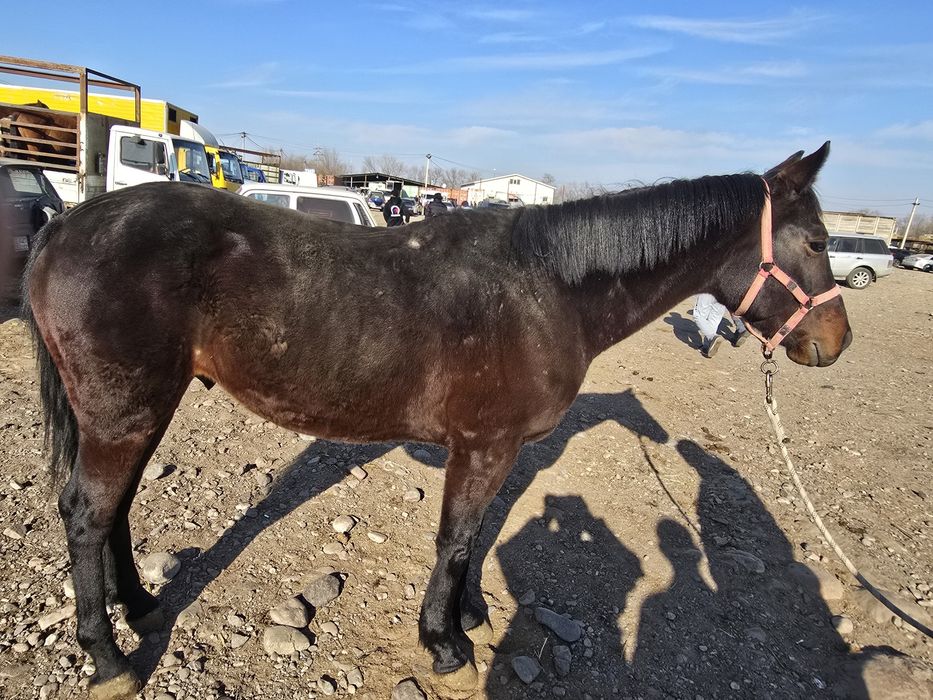 Продам коня 5лет