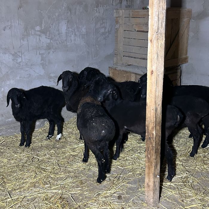 Кой сатылады 80мың