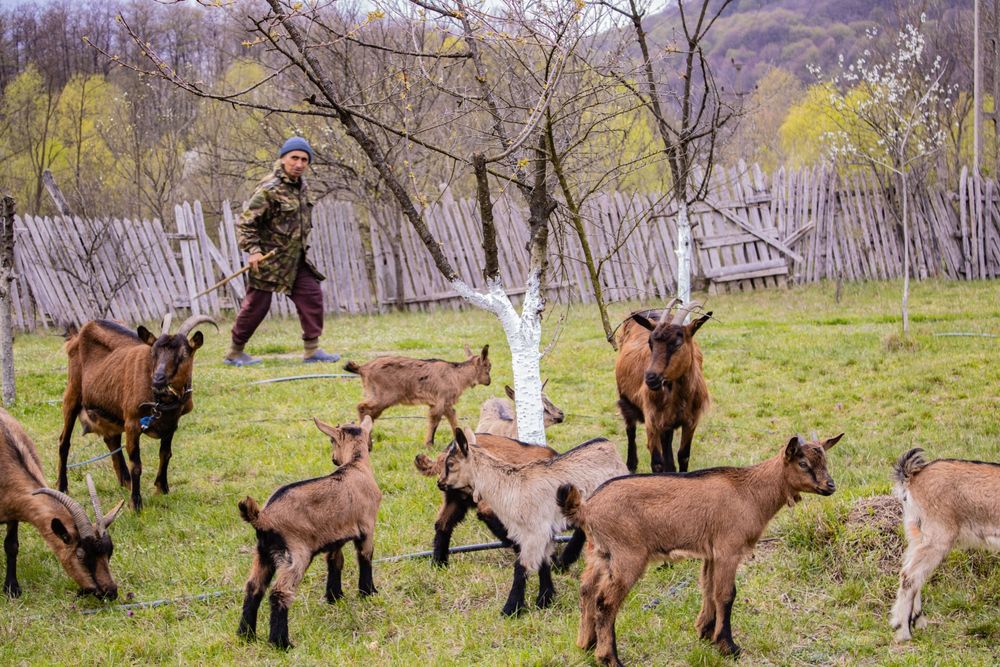 Iezi Alpin - Capre Alpin