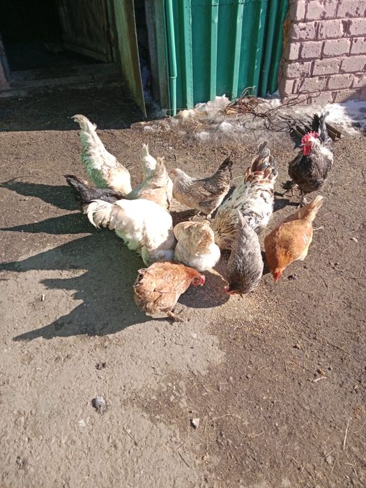 Куры брама продаю.