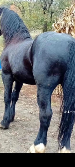 De vânzare harmăsar de 6 ani