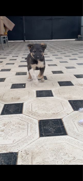 Отдам щенят в добрые руки