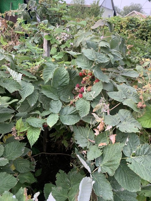 Саженцы малины двухурожайной