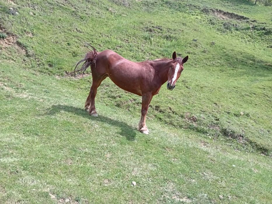 Vând iapă  de 9 ani