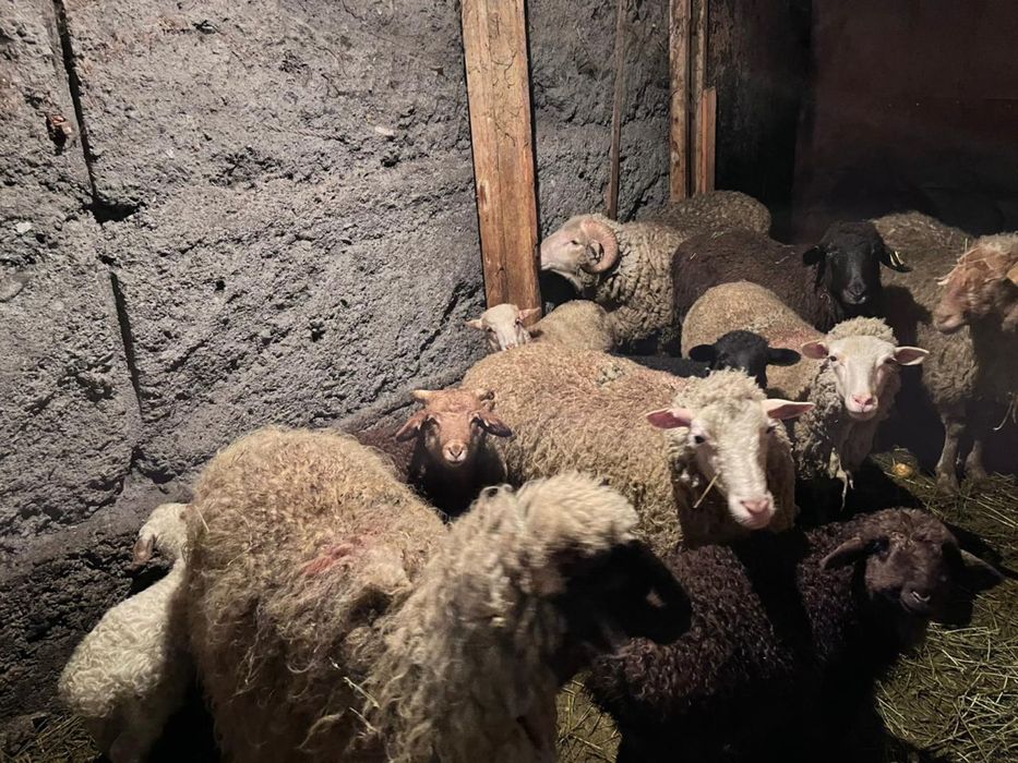 Продам баранов.     О