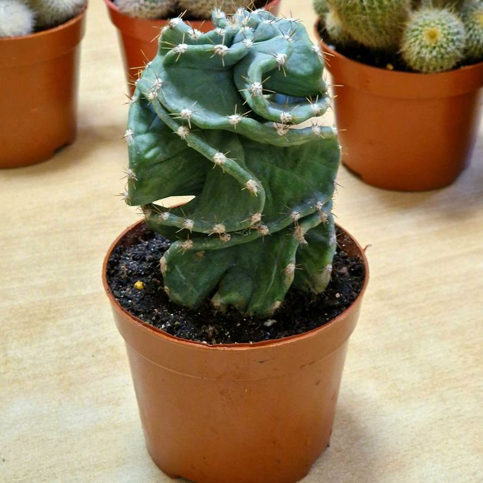 Продам кактусы, суккуленты