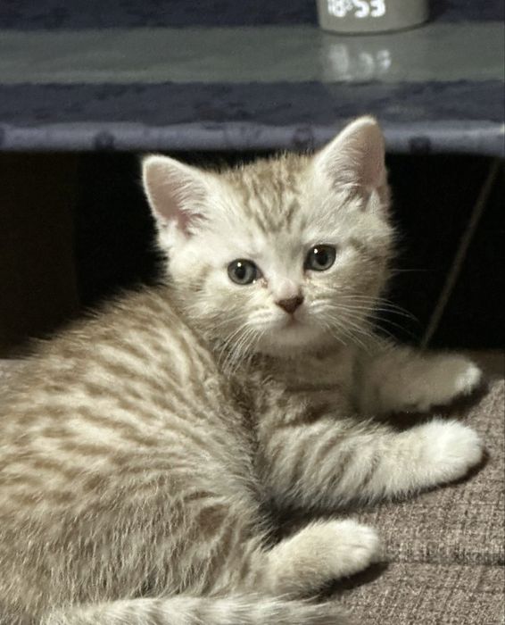 Продам котенка девочка