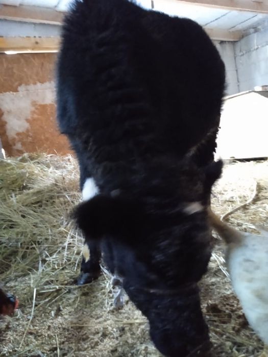 продам теленка 10 месячный