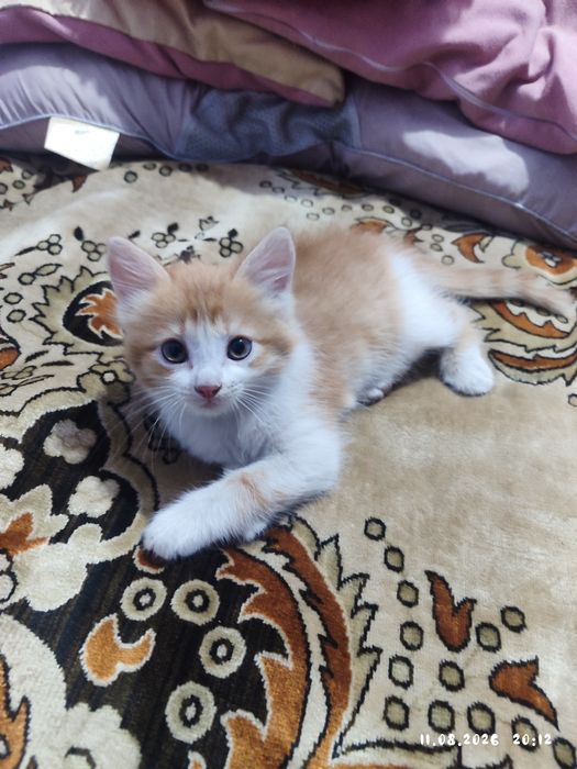 Отдам даром котёнка