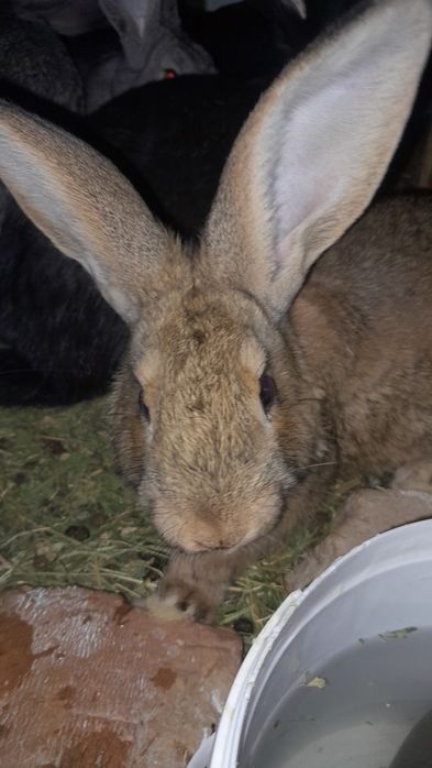 Кролики самцы 1.5 месеца