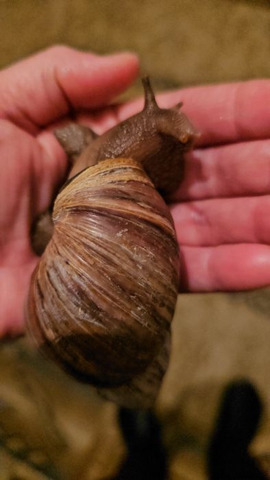 Отдам отдам отдам