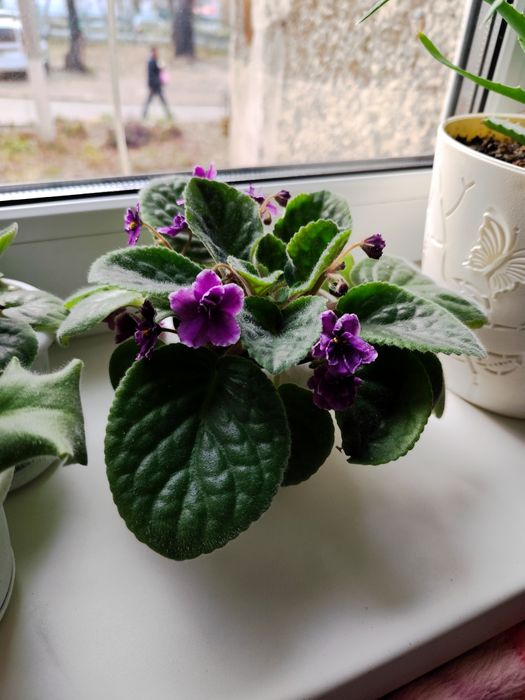 Продам    фиалку