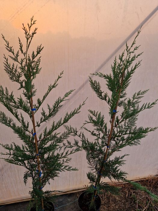 Leylandii de la producător!