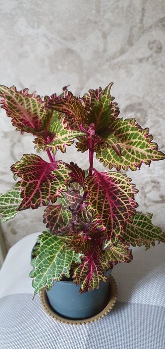 Колеусы Аvatar,Hana,Perila и др.