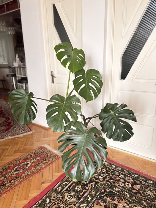 Plantǎ de camerǎ- philodendron