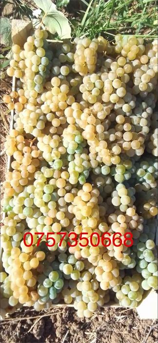 Capsunică struguri de vin