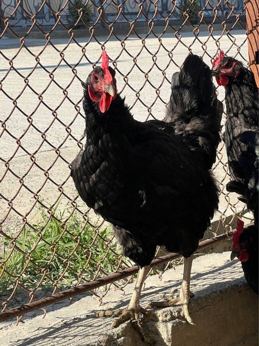 Qora shaxzoda tovuq xo’roz