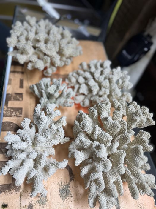 Кораллы морские для аквариума