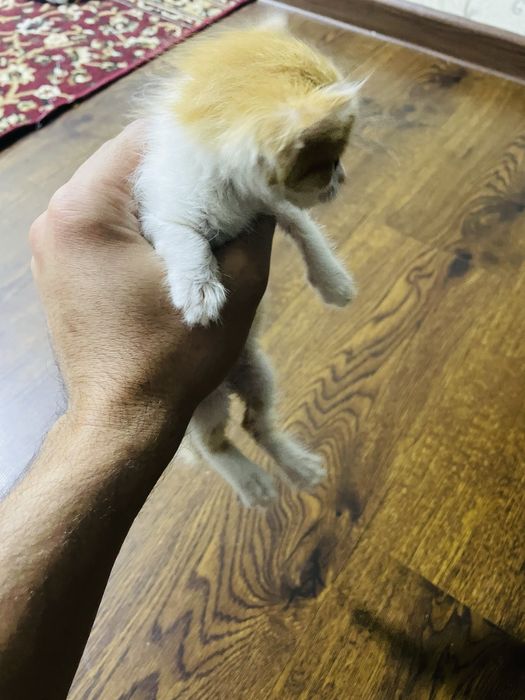 Отдается котенок кормящей матери