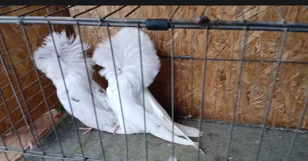 Продавам Якалии, млади и работещи птици, заедно и поотделно.