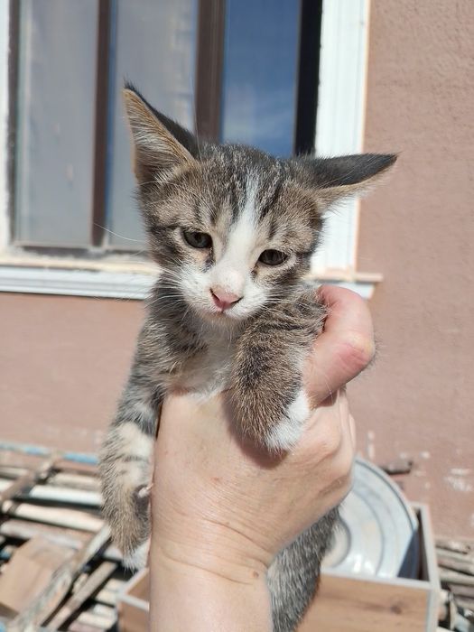 Котенок в хорошие руки