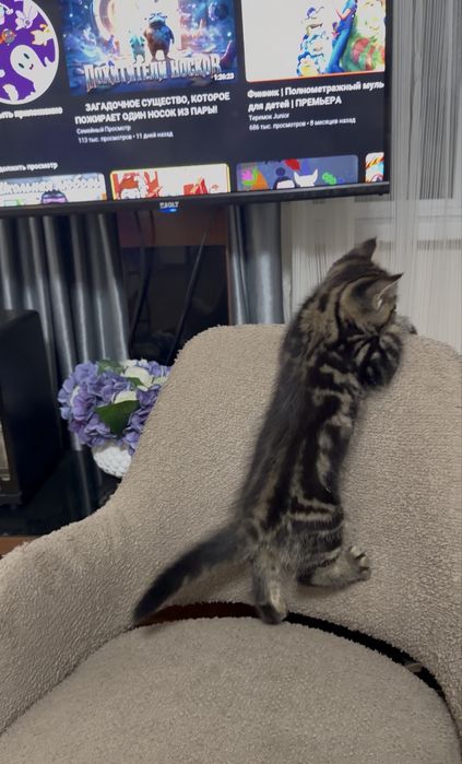 Котёнок Шотландский мраморный