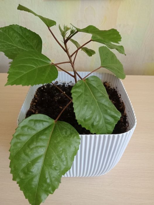 Продам розовый гибискус