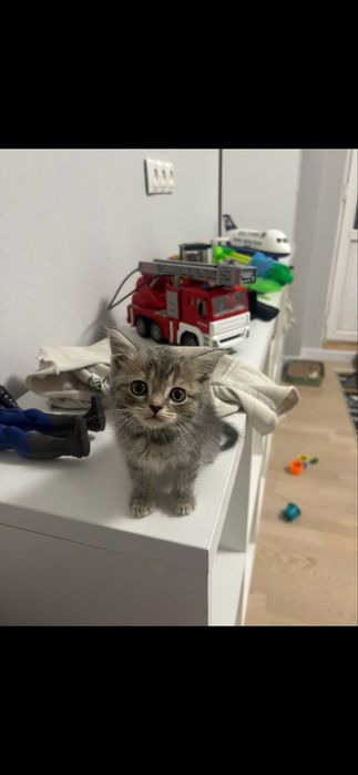 Шотландец скотиш страйт
