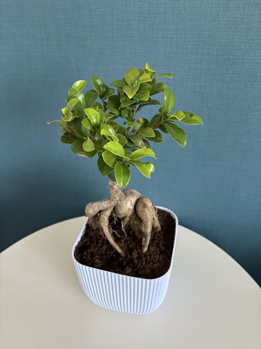 Продам комнатные растения