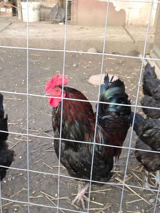 Ouă pentru incubat de Marans arămiu