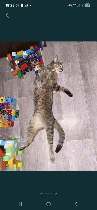 Передержка как дома