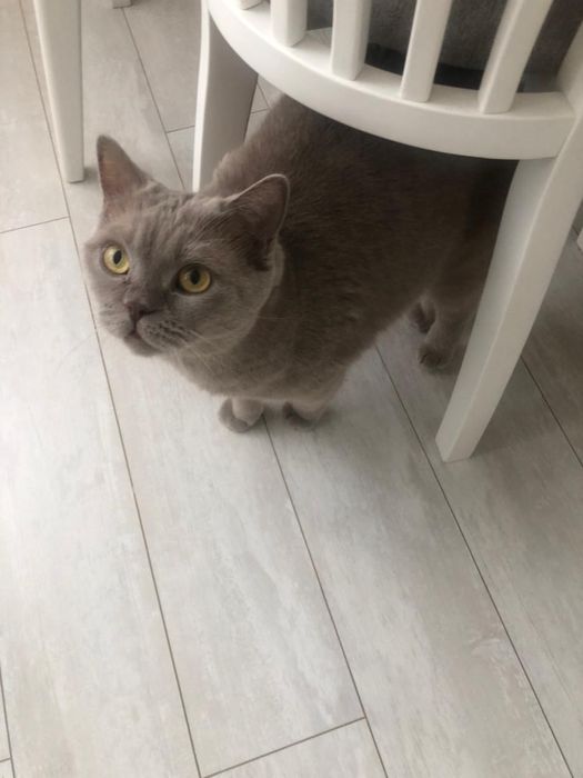 Отдам кошку в добрые руки