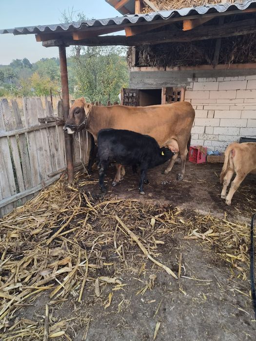 Vand o vaca si 2 vitele