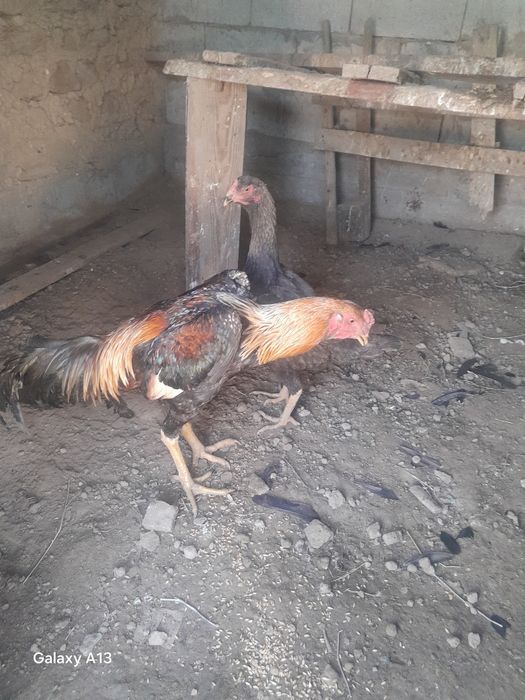 Бойцовой петух прдаю