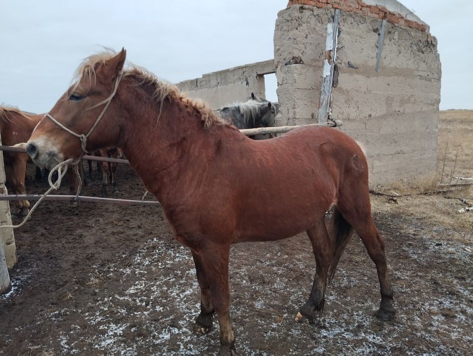 Продам    жеребца с откорма