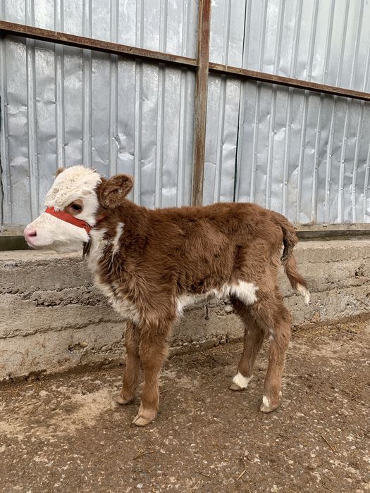 Ақ бас бұзау сатылады